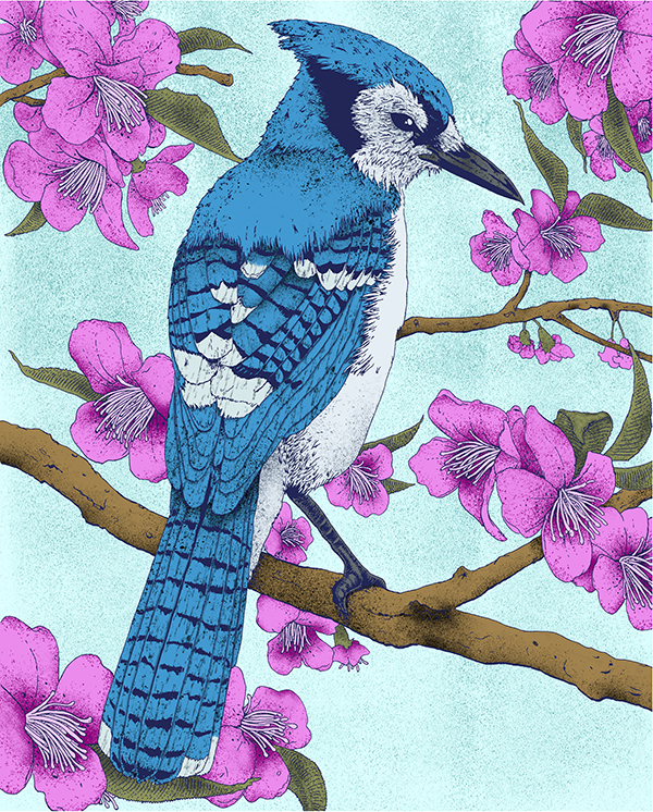 Image of Blue Jay - Artist: Jonas Hastings