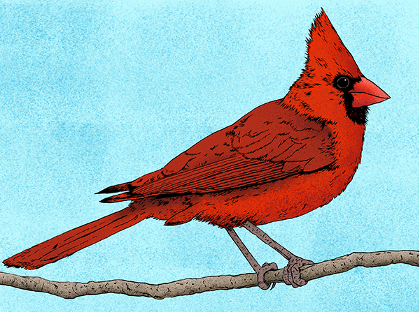Image of a Cardinal on a branch - Artist: Jonas Hastings