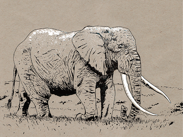 Image of an Elephant - Artist: Jonas Hastings