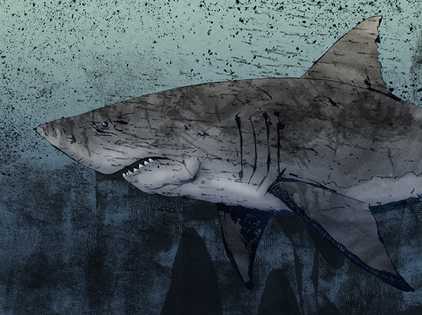 Image of a Gray Shark - Artist: Jonas Hastings