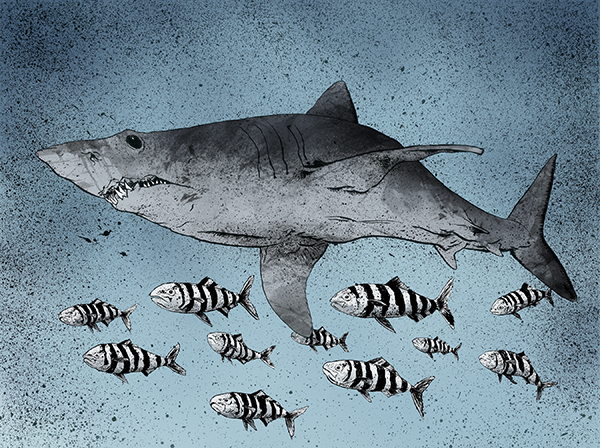 Image of a Mako shark swimming with Pilot fish - Artist: Jonas Hastings