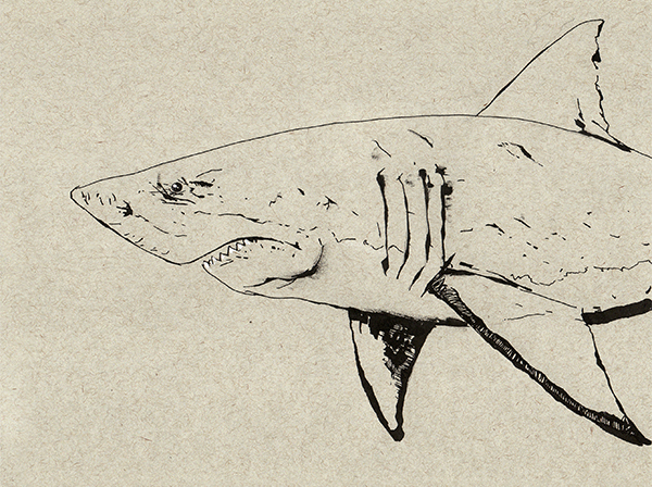 Image of a Shark on tan toned paper - Artist: Jonas Hastings